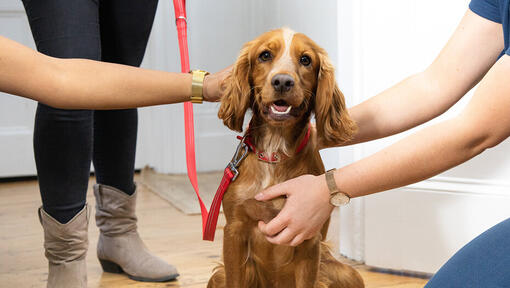 Spaniel being stroked