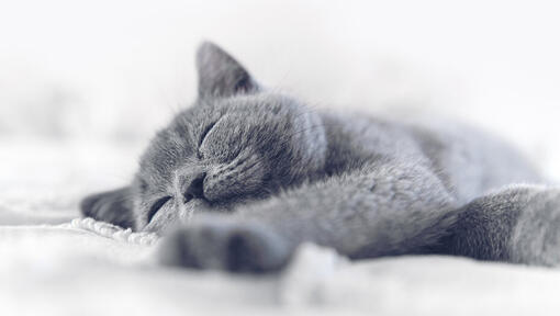 blue cat sleeping