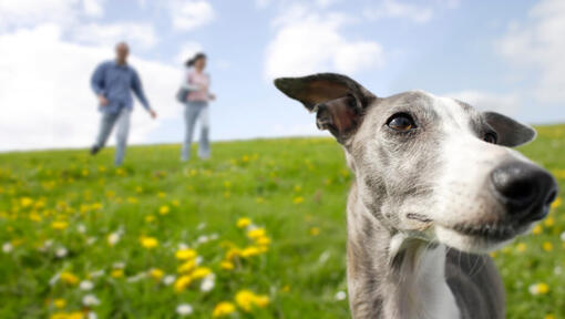 owners running after a greyhound