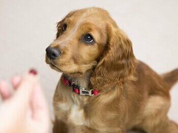 Puppy training with owner