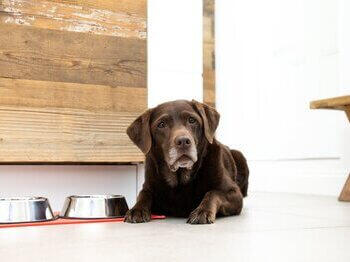 Labrador next to water bowl