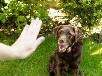 Dog learning to stay