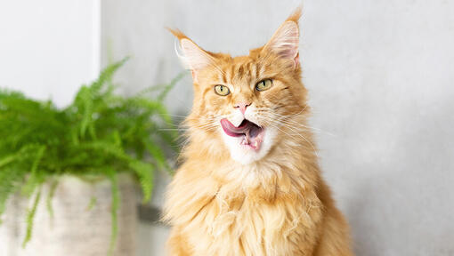 Cat licking his mouth after eating