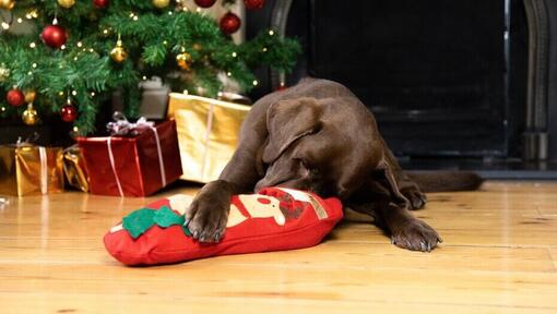 Chocolate labrador sniffing a stocking