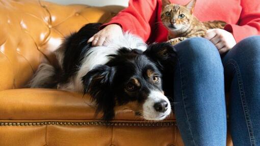 Dog and cat sitting next to owner on a sofa