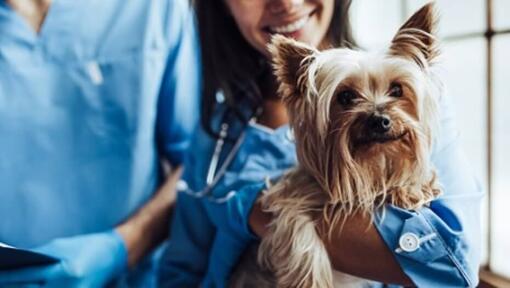 Small long haired dog with vet