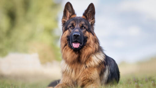 German Shepherd with big ears looking at the camera.