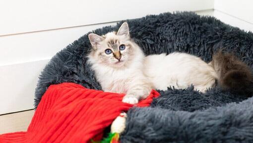 blue-eyed cat lying in cat bed