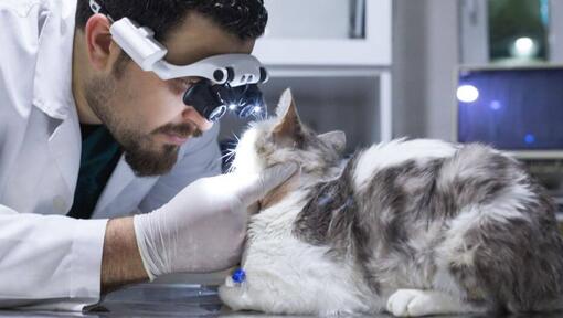 vet wearing equipment to inspect a cat's eyes