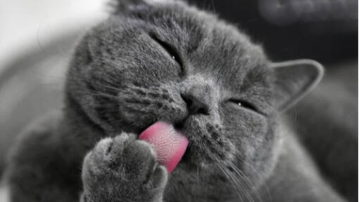 cat licking a paw