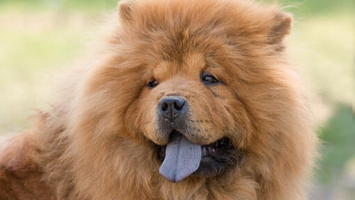 Cream coloured Chow Chow dog