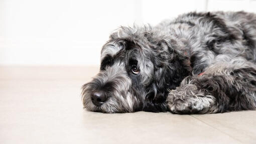 sad grey dog lying on the floor