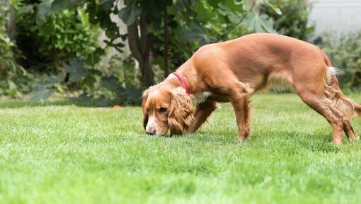 puppy sniffing in the garden