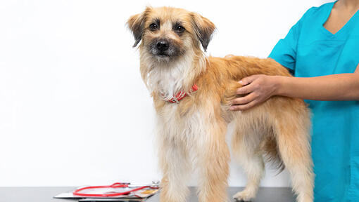 Vet holding a dog