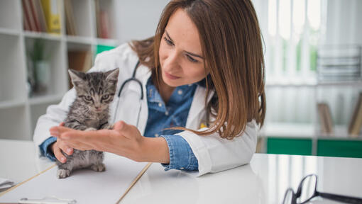 vet inspecting a small kitten