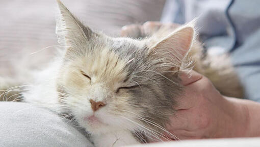 Grey furry cat asleep while being stroked