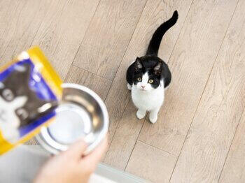 Cat staring up at bowl