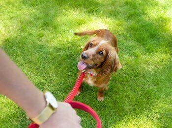 Dog on leash looking at owner