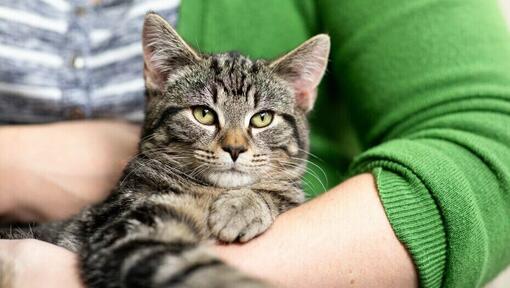 Senior cat cradled by owner