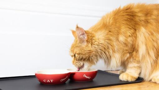 ginger fluffy cat eating from a bowl