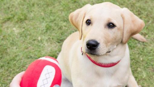 owner holding ball in front of labrador puppy