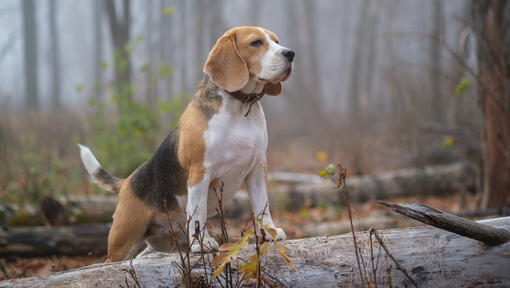 Beagle in the forest
