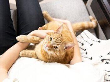 Ginger cat in owner's lap