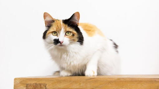 Tabby cat crouching down.