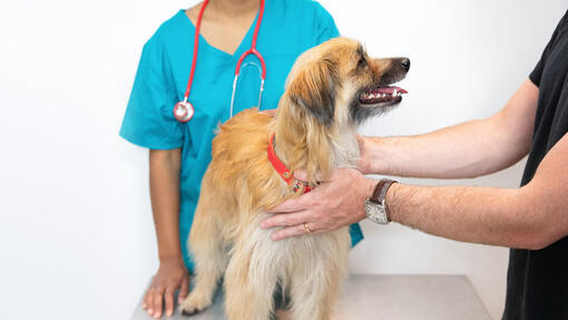 Small fluffy dog being put on a vet's table.