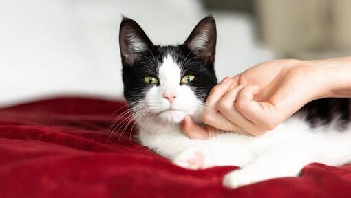 owner scratching kitten's chin