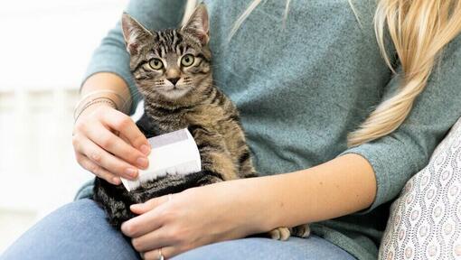 woman brushing kitten with white comb