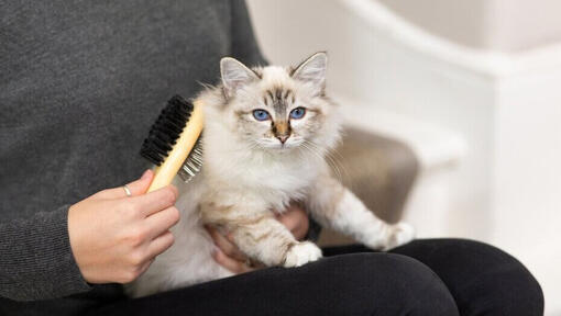 long haired kitten being brushed