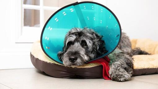 Grey dog wearing a blue cone in bed