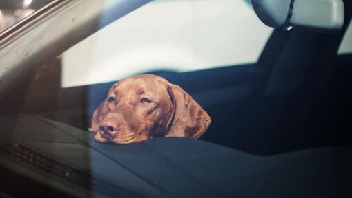 Vizsla resting head on car dashboard