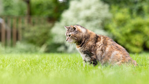 Cat sitting in grass