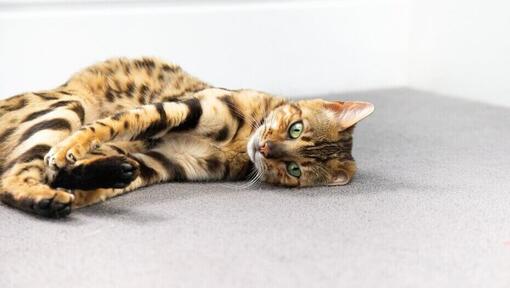 Bengal cat curling up on the floor