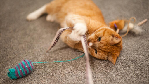 Ginger cat playing with a ribbon.