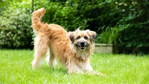 dog crouching down on front legs