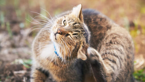 Cat scratching ears.