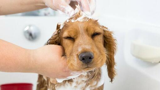 Puppy being bathed with shampoo