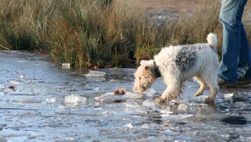 dog walking across an icy river