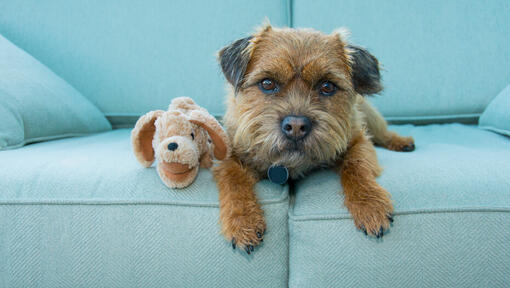 Dog with fluffy toy sitting on a blue sofa