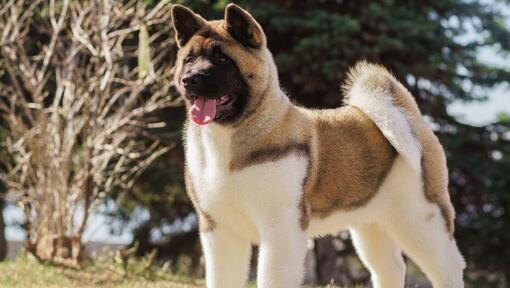 Japanese Akita