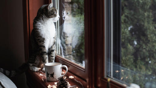 cat looking out a window