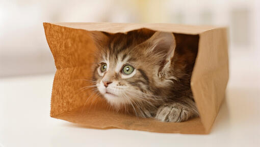 kitten playing with a brown paper bag