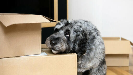 Grey dog looking concerned with his head leaning on some packing boxes.