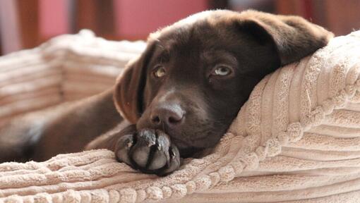 chocolate labrador puppy lying in a bed