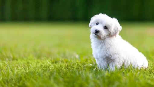 fluffy white puppy sitting on the grass