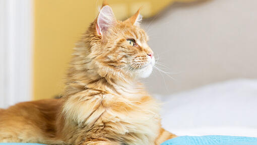 Cat sitting on bed