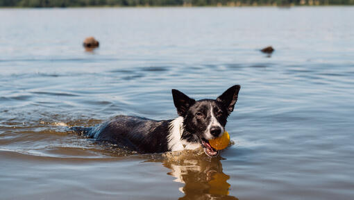 Dog swimming in lake with ball